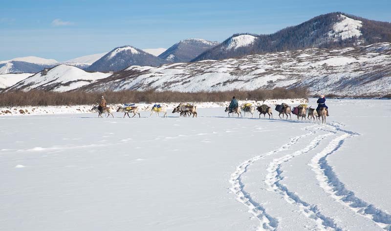 winter migration taiga photos 